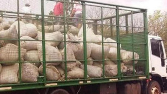 Insólito operativo en Misiones: Incautan 14 toneladas de palo de yerba mate