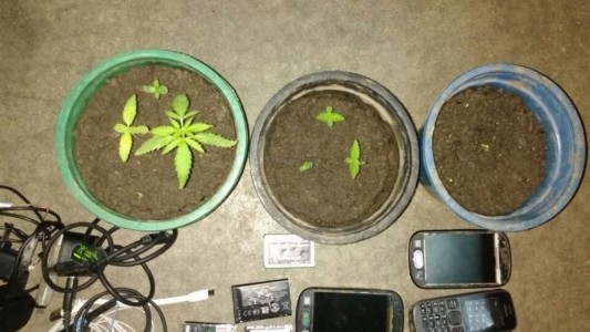 Secuestraron facas, plantas de marihuana y celulares en una cárcel de florencio Varela