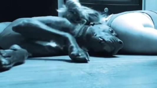 La historia de Colt, el perro que protege a su dueña en las crisis de epilepsia