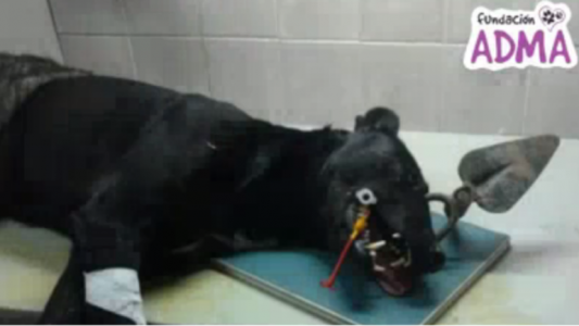 Salvajes le clavaron una herramienta de jardinería a Pacho, un perro muy viejito de Alta Gracia