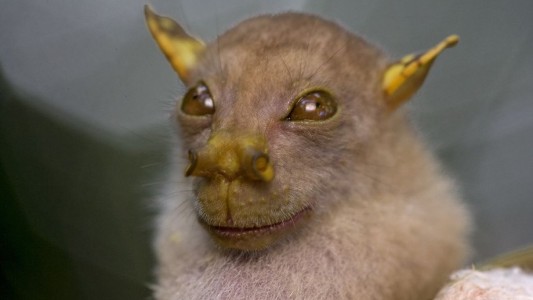 Descubren nueva especie a la que apodan "Yoda"