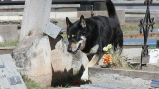 La historia de "Capitán", el perro que vive hace diez años junto a la tumba de su dueño