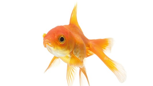 El curioso pez que se vuelve "alcoholico" para sobrevivir