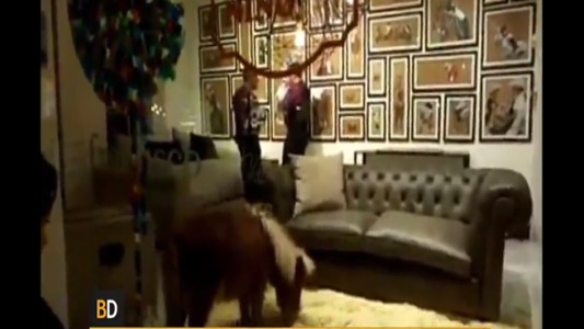 Un pony encerrado en una vidriera