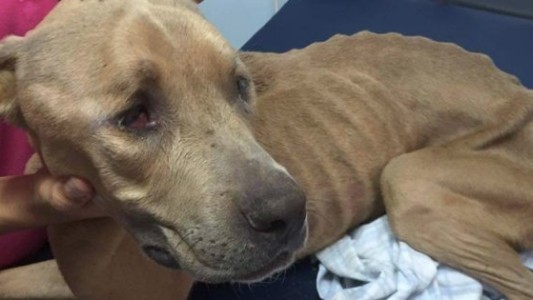 El milagro de"Huesos": la recuperación del perro al que le tiraban piedras y creía que era comida
