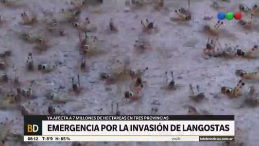 Emergencia por la invasión de langostas en Santiago del Estero