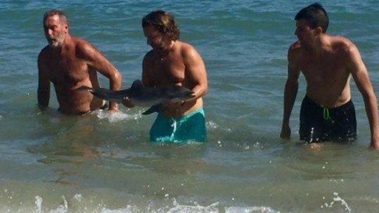 España: denuncian que murió una cría de delfin tras el acoso de turistas