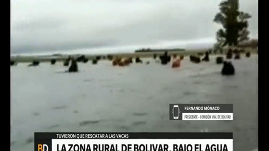 Bolivar bajo agua: el rescate de las vacas