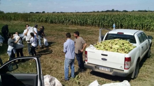 Estudiantes cosecharon 80.000 choclos para donar al Banco de Alimentos de Rosario