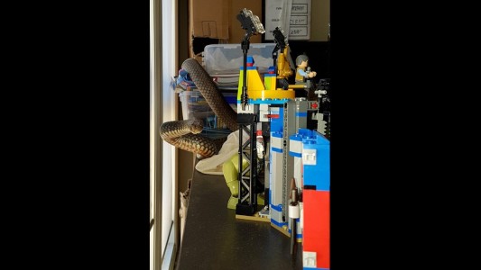 Ordenaba los juguetes de su hijo y se encontró con una serpiente venenosa