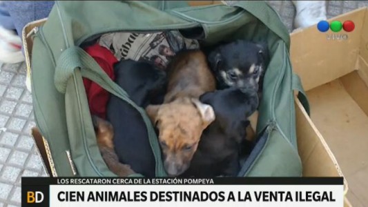 Rescatan un centenar de animales en cercanías de la Feria de Pompeya