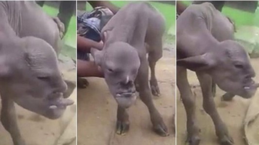 Video: la cabra mutante con rostro humano que aterroriza a la India