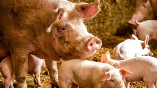 Los bomberos salvaron a cerditos de un incendio y luego se lo comieron como salchichas