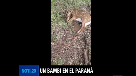 Encontraron un ciervo en el Paraná