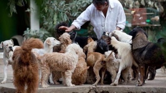 Disponen la creación de cuchas públicas para unos 30.000 perros abandonados