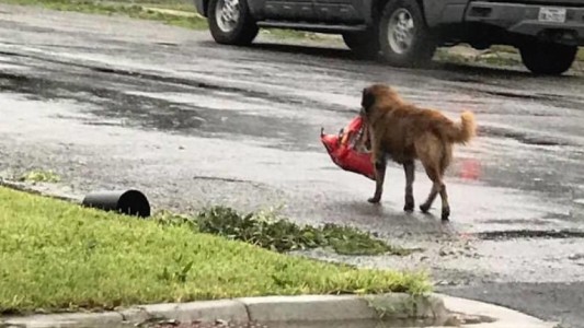Otis, el perro que escapó del huracán Harvey y conmovió a todos en las redes