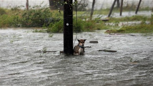 Dejaron un perrito atado en medio del huracán Harvey y lo salvó un fotógrafo