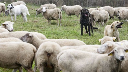 Polémica en Estados Unidos: obligan a un matrimonio a cortar las cuerdas vocales de sus perros por "ruidos molestos"