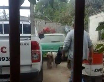 El video del horror: denuncian que un hombre secuestra perros callejeros para que sus dogos los maten