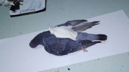 Usaban una "narcopaloma" para ingresar drogas a un penal