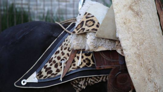 Multan con 180 mil pesos a una talabartería por vender una montura hecha con pieles de yaguareté