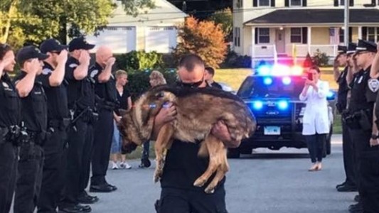 Conmovedor último adiós a un perro policía enfermo terminal