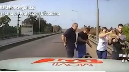 Video: rescataron a dos perros en peligro de ser atropellados