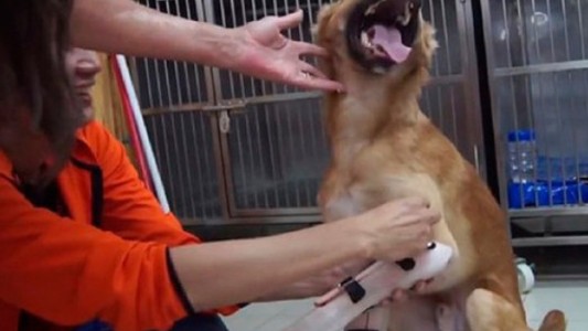 Video: así reaccionó un perro que había perdido dos patas y le pusieron prótesis