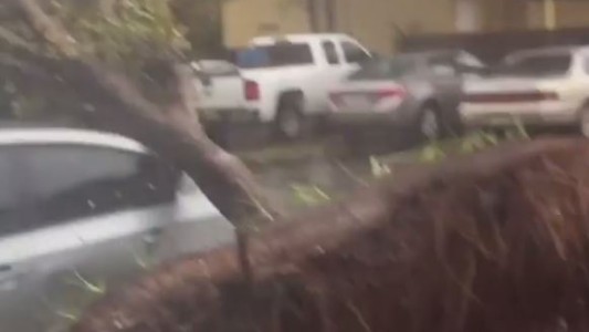 Video: así arrancó un árbol de raíz el furioso huracán Irma