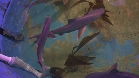 Encontraron a diez tiburones en el sótano de una casa de Nueva York