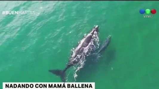 Una ballena nada con su cría en el Golfo Nuevo