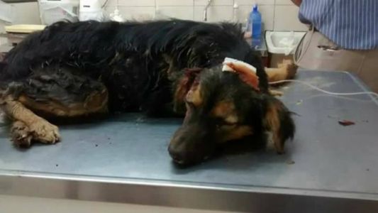 Horror en Corrientes: golpeó y enterró vivo a un perro