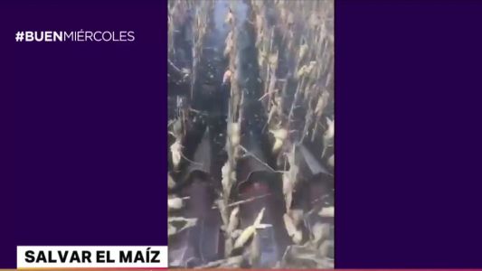 Video: cosechan maíz en un campo inundado