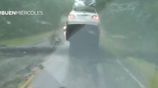 Un árbol casi aplasta a un auto