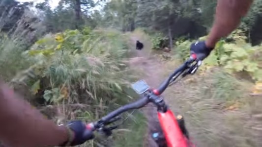 El susto de un ciclista que se cruzó con un oso a mitad de camino