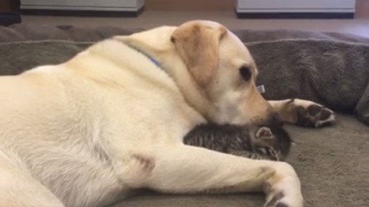 El perro que se convirtió en protector de este gatito abandonado