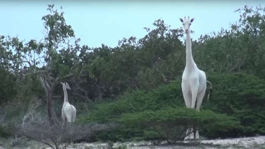 #EsViral Graban por primera vez a dos jirafas blancas en África