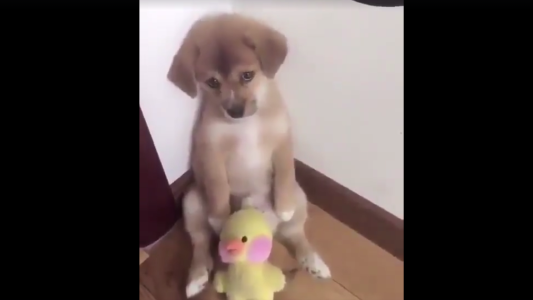 El viral que nos emociona: el reto de un hombre a su cachorro que es furor en las redes sociales