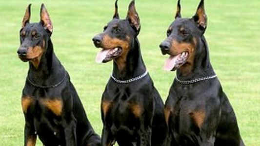 Una joven atacada por tres perros Doberman fue amputada y está grave