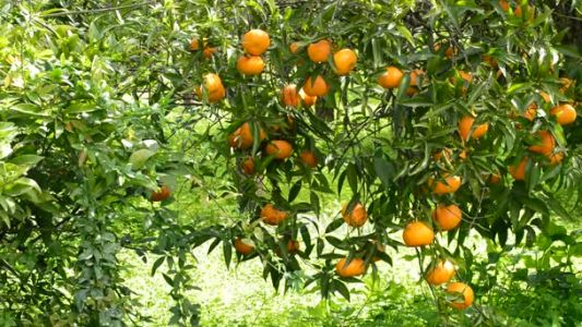 Confirman que había un agrotóxico prohibido en el cuerpo de la niña que murió tras comer una mandarina