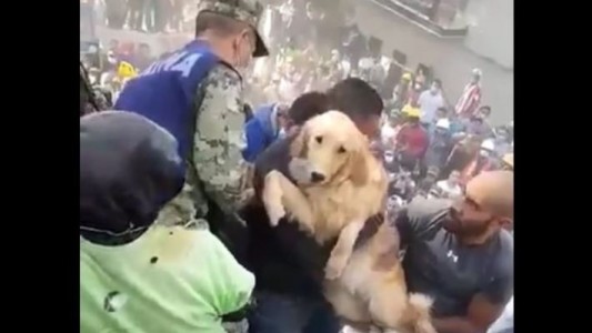 Terremoto en México: el conmovedor rescate de un perro entre los escombros