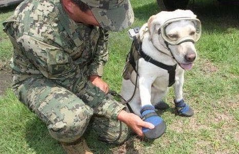 Frida, la perra rescatista que busca sobrevivientes después del terremoto en México