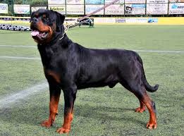 La Justicia de Mendoza ordenó matar a un perro rottweiler que había atacado a dos chicos