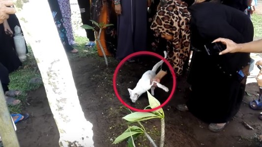 Video de amor puro: el gato que no quería despegarse de la tumba de su dueño