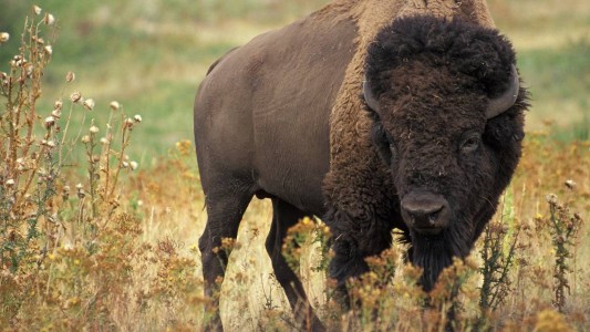 Hallaron el primer bisonte salvaje en 250 años y decidieron matarlo