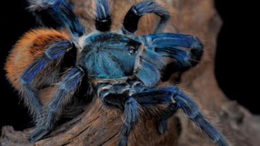 El misterio de la araña azul que los científicos no logran resolver