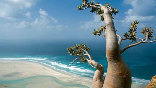 Socotra, la "isla extraterrestre" que está en peligro por el cambio climático