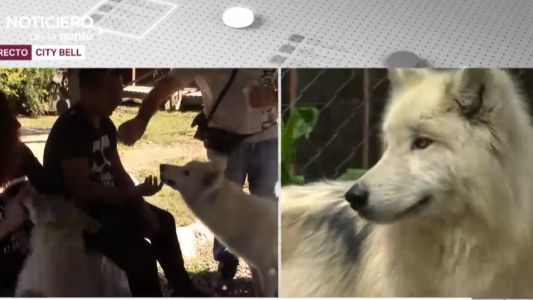 Denuncian que perros-lobos atacaron a un nene en una reserva