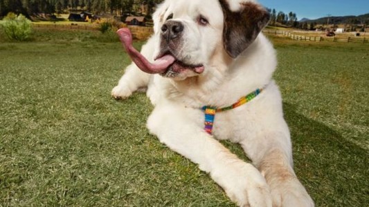 El perro con la lengua más larga del mundo