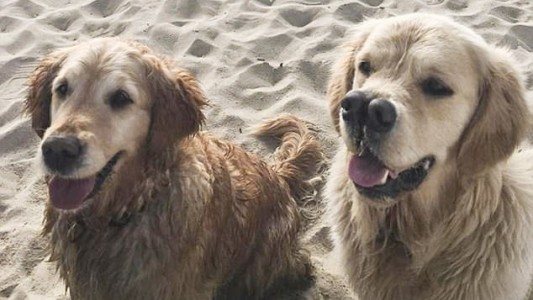 El sorprendente perro de dos narices